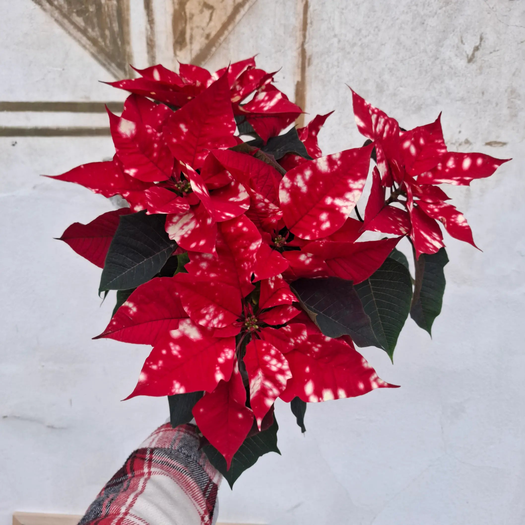 Euphorbia pulcherrima "Sky Star" (Vianočná ruža červenobiela)