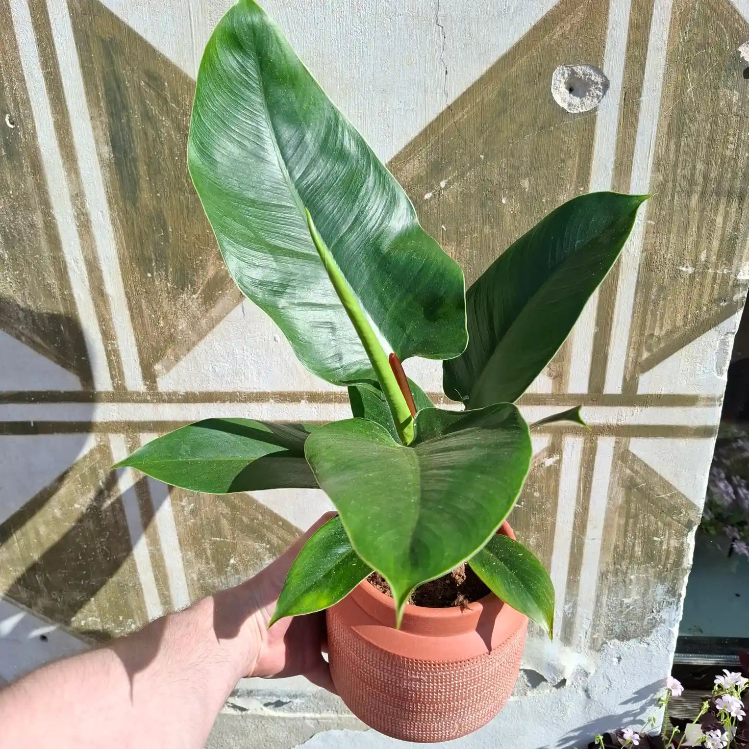 Philodendron Imperial Green