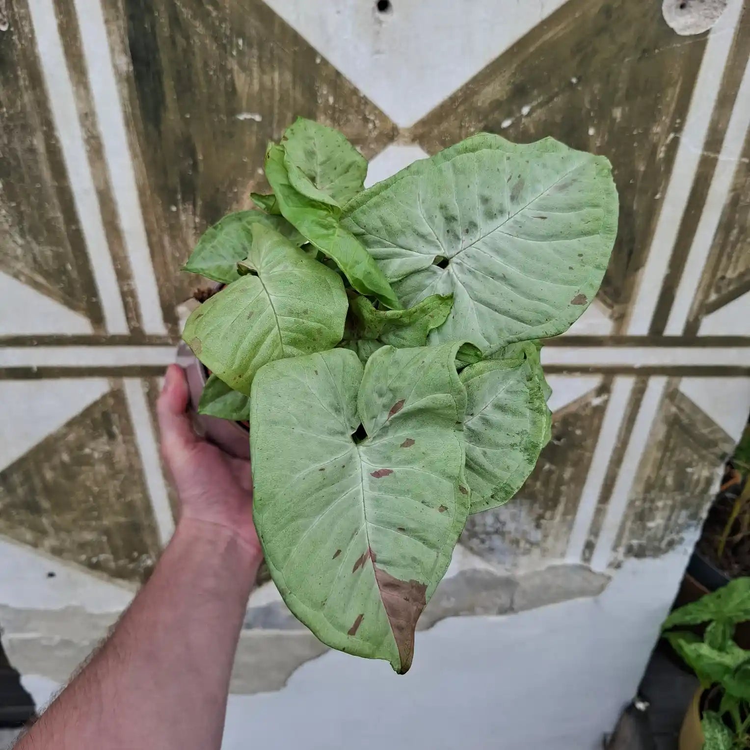 Syngonium ‘Milk Confetti’