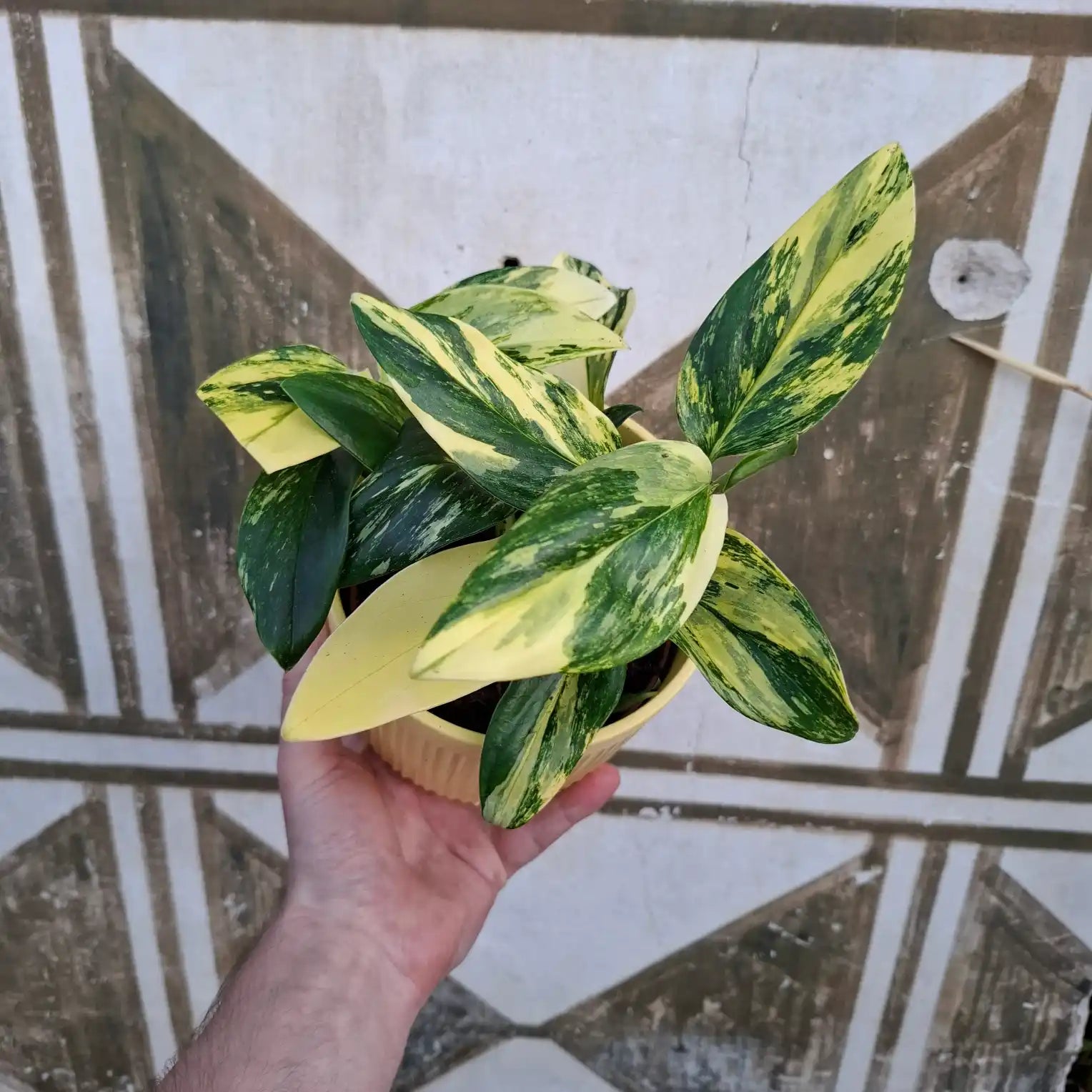 Monstera Standleyana Aurea