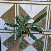 Aglaonema Juliette