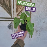 Philodendron Vilhelm