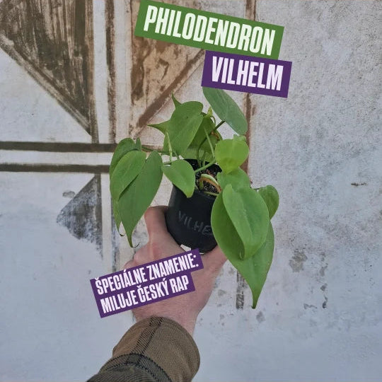 Philodendron Vilhelm