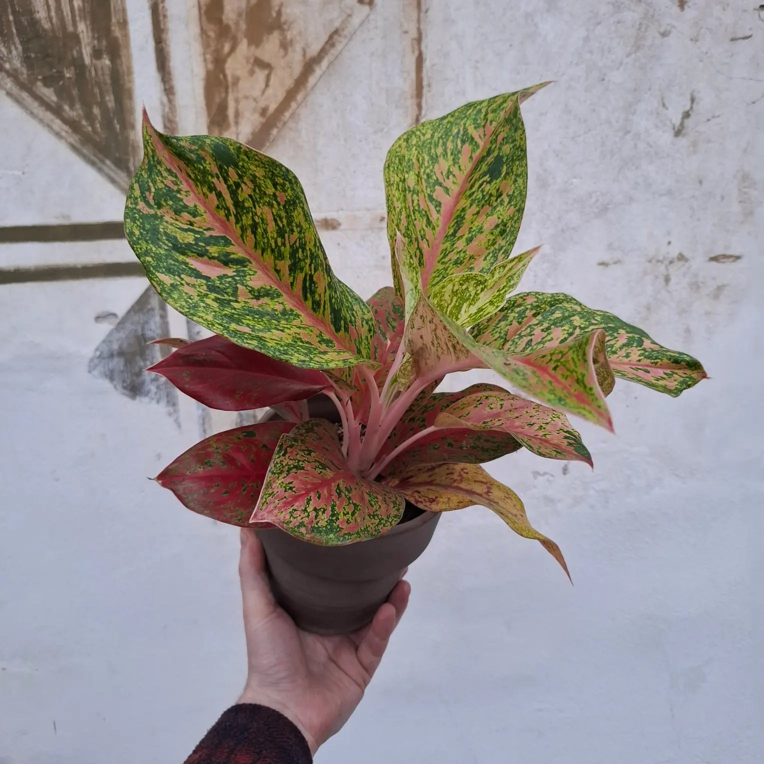 Aglaonema Painted Celebration