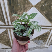 Tradescantia fluminensis ‘Albovittata’