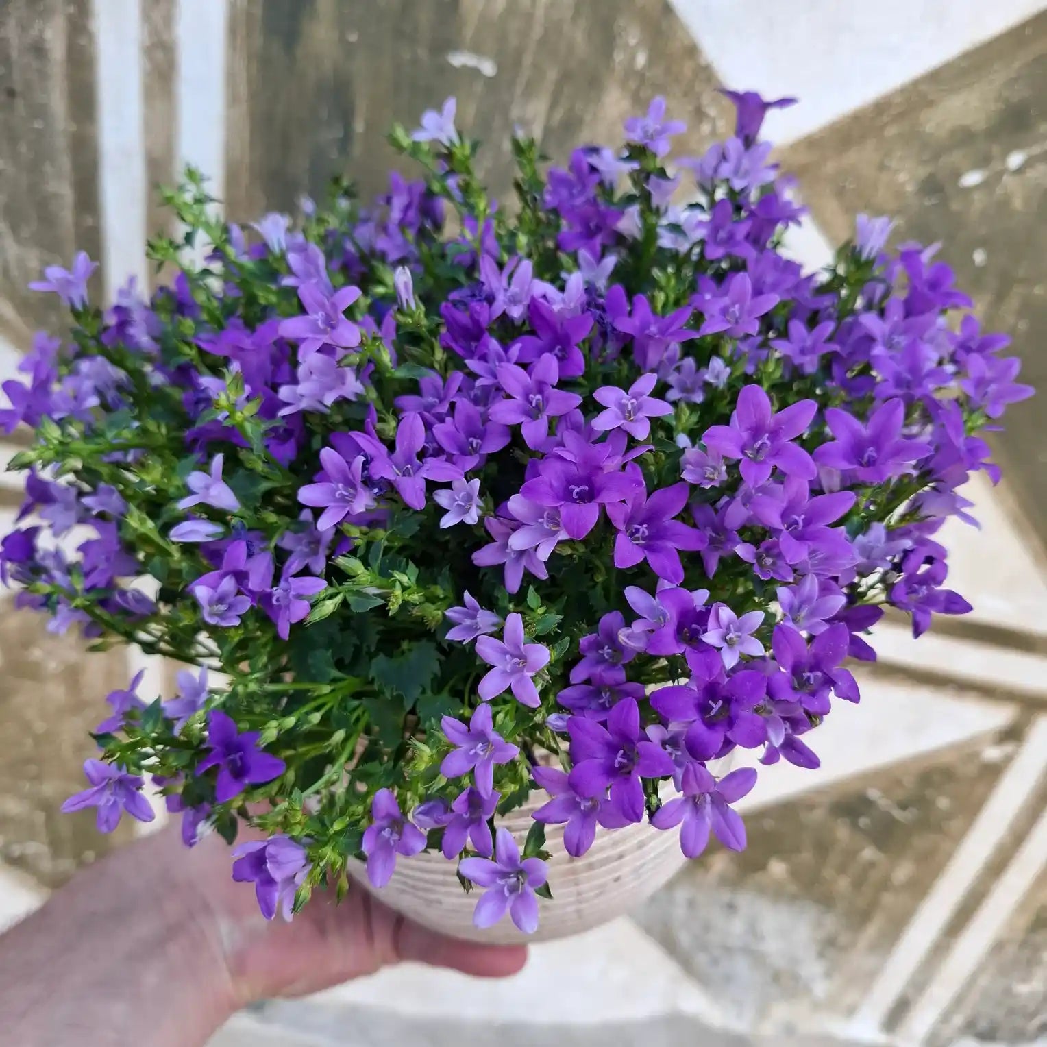 Campanula portenschlagiana "Blue One"