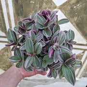 Tradescantia Sweetness