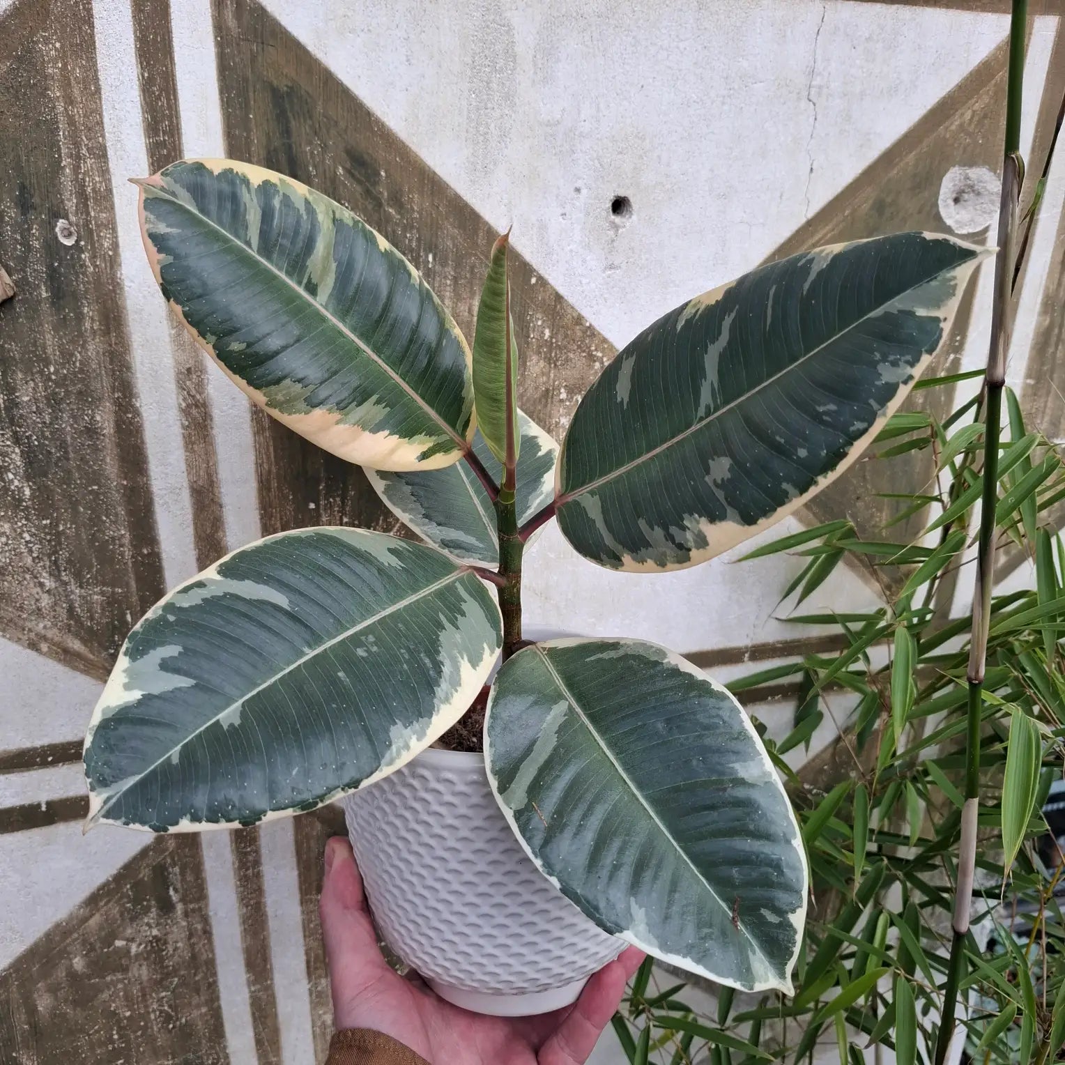 Ficus Elastica 'Tineke'