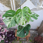 Monstera Deliciosa Albo Variegata (Konkrétny kus 2)