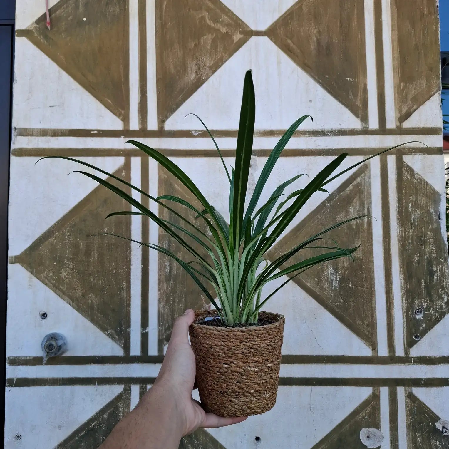 Aglaonema Slim Jim