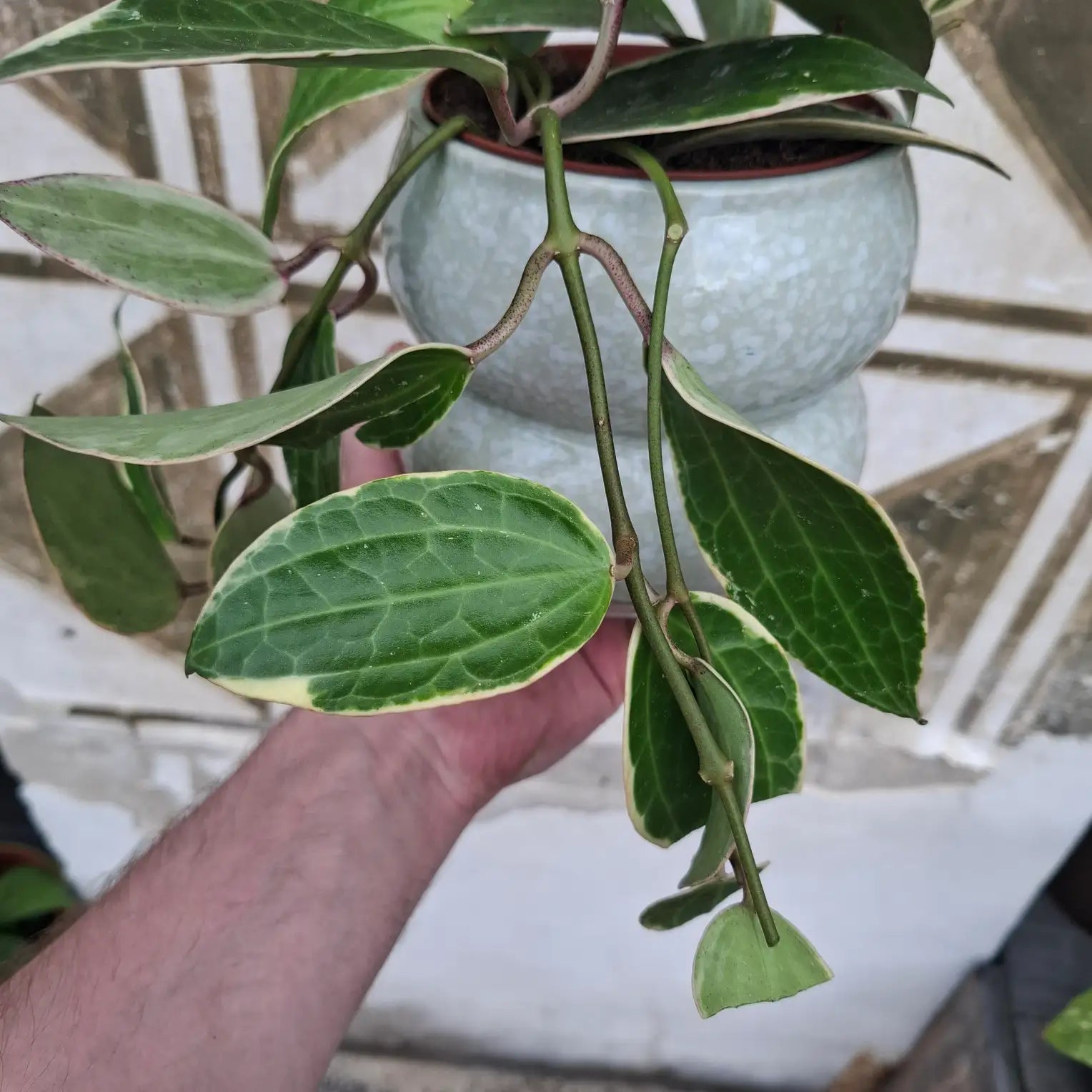 Hoya Macrophylla "Variegata"