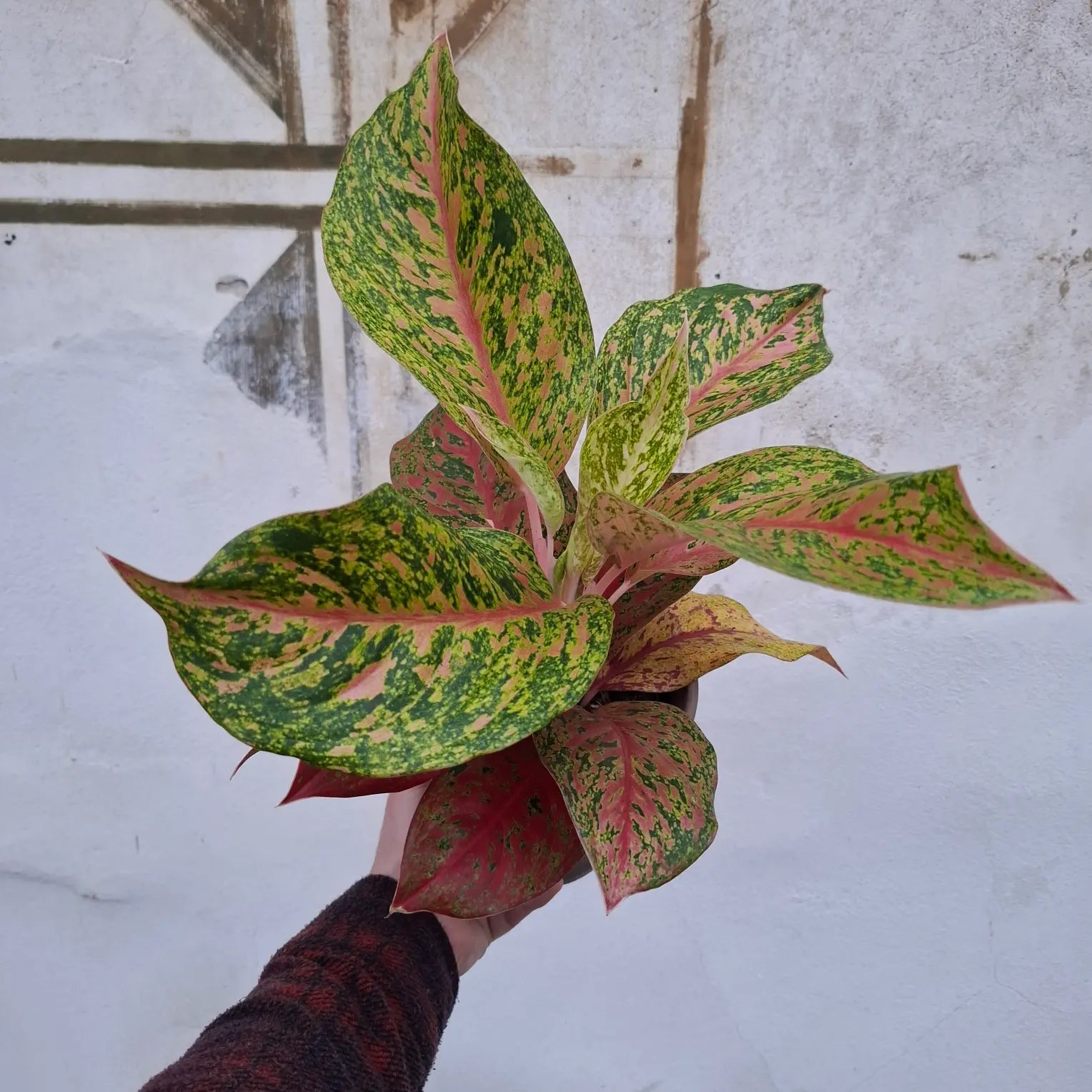 Aglaonema Painted Celebration