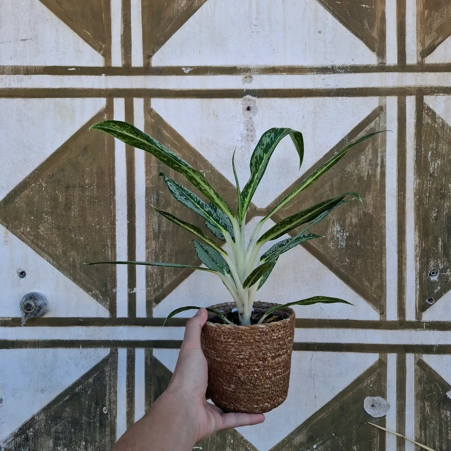 Aglaonema Matcha Lemon