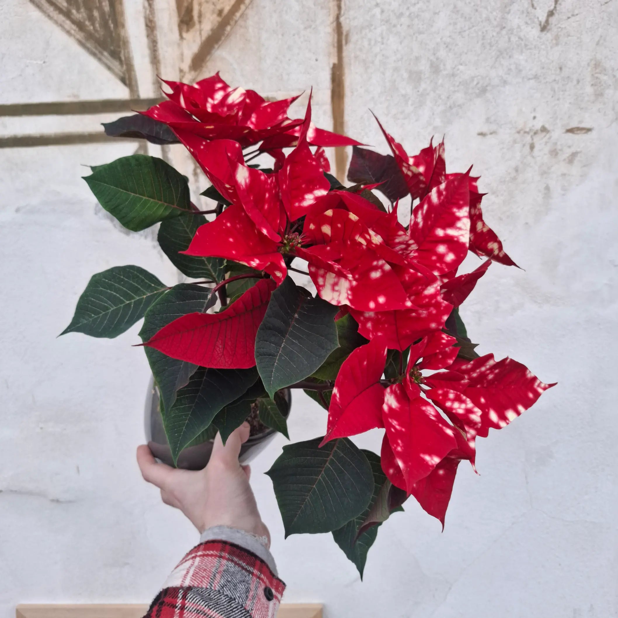 Euphorbia pulcherrima "Sky Star" (Vianočná ruža červenobiela)