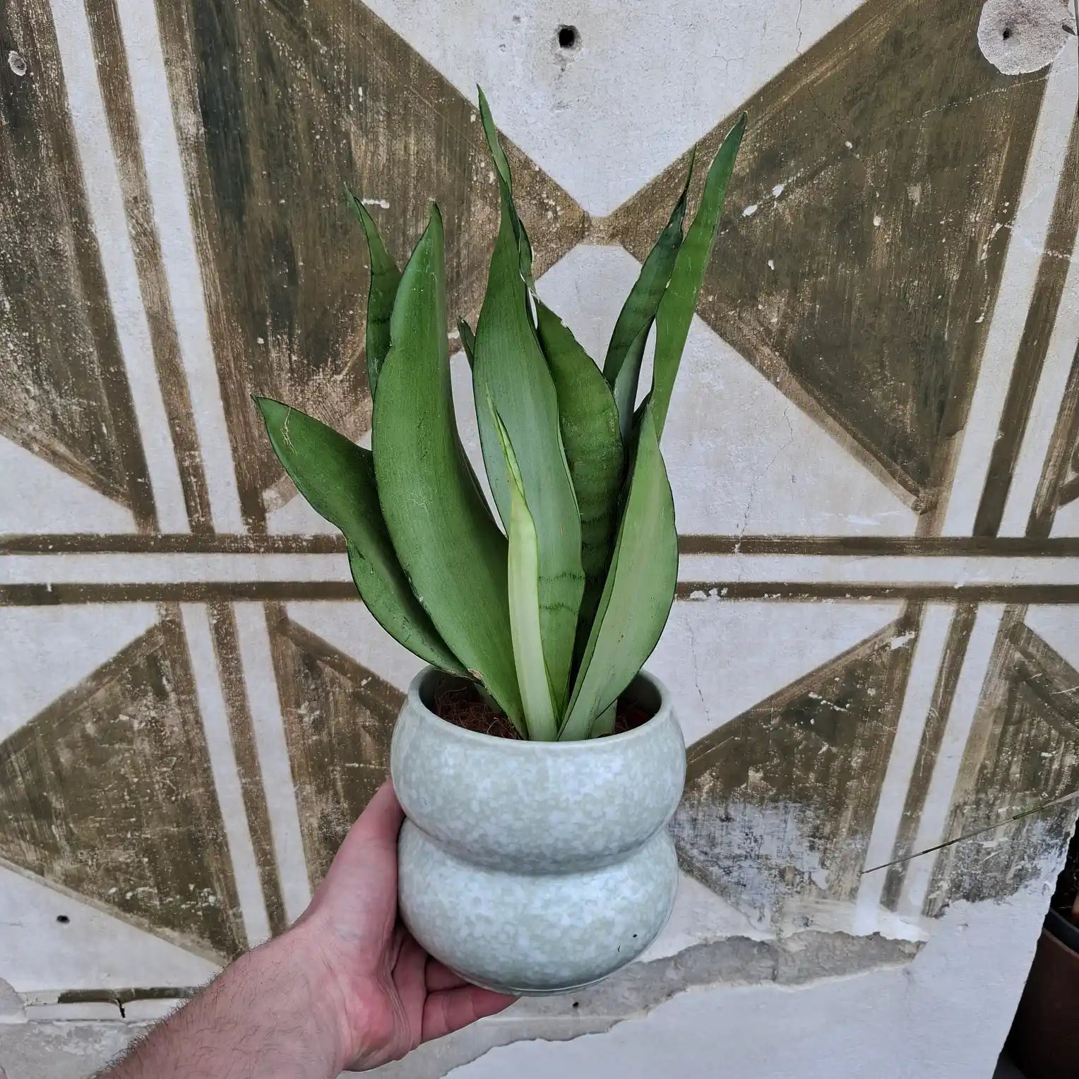 Sansevieria Trifasciata 'Moonshine'