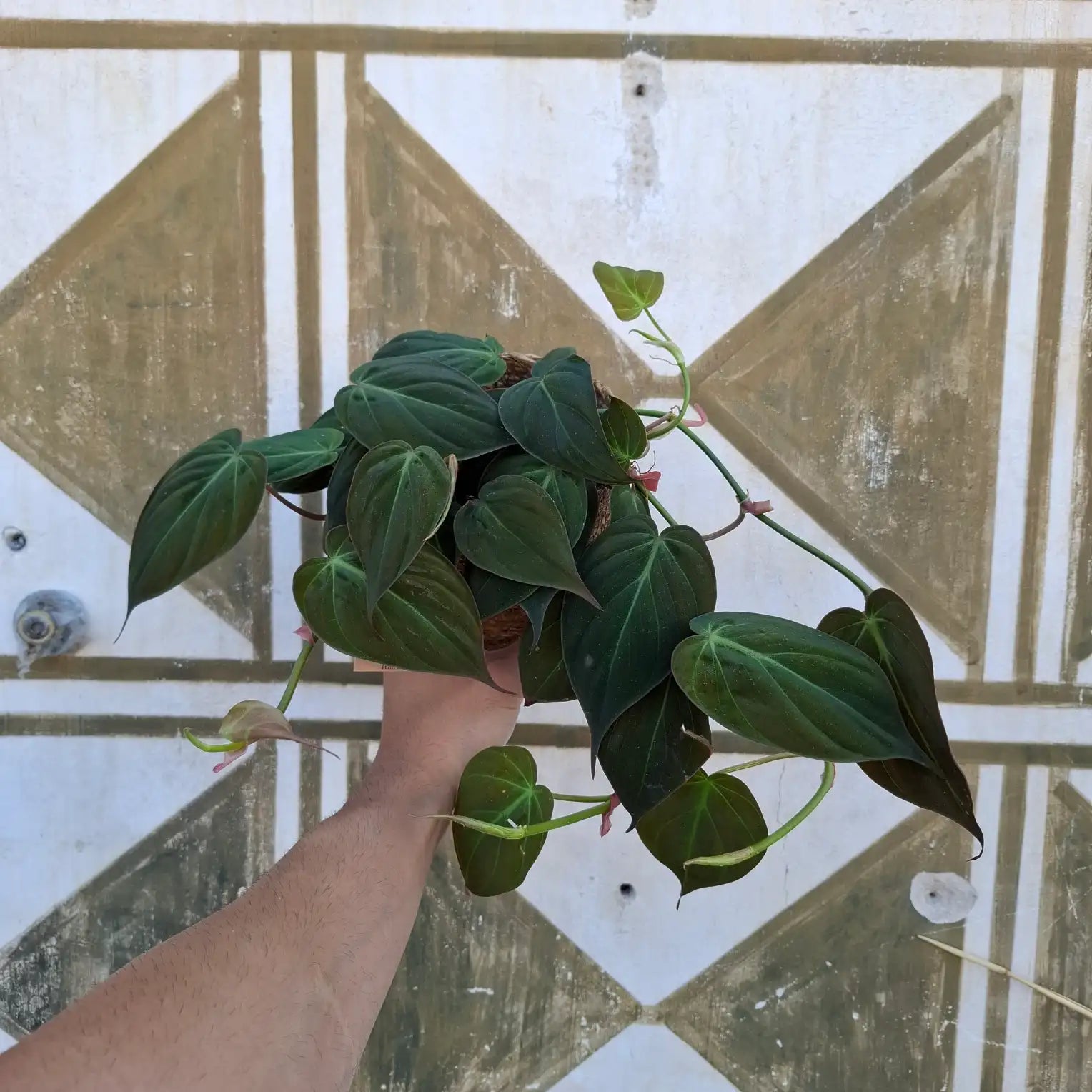 Philodendron Micans