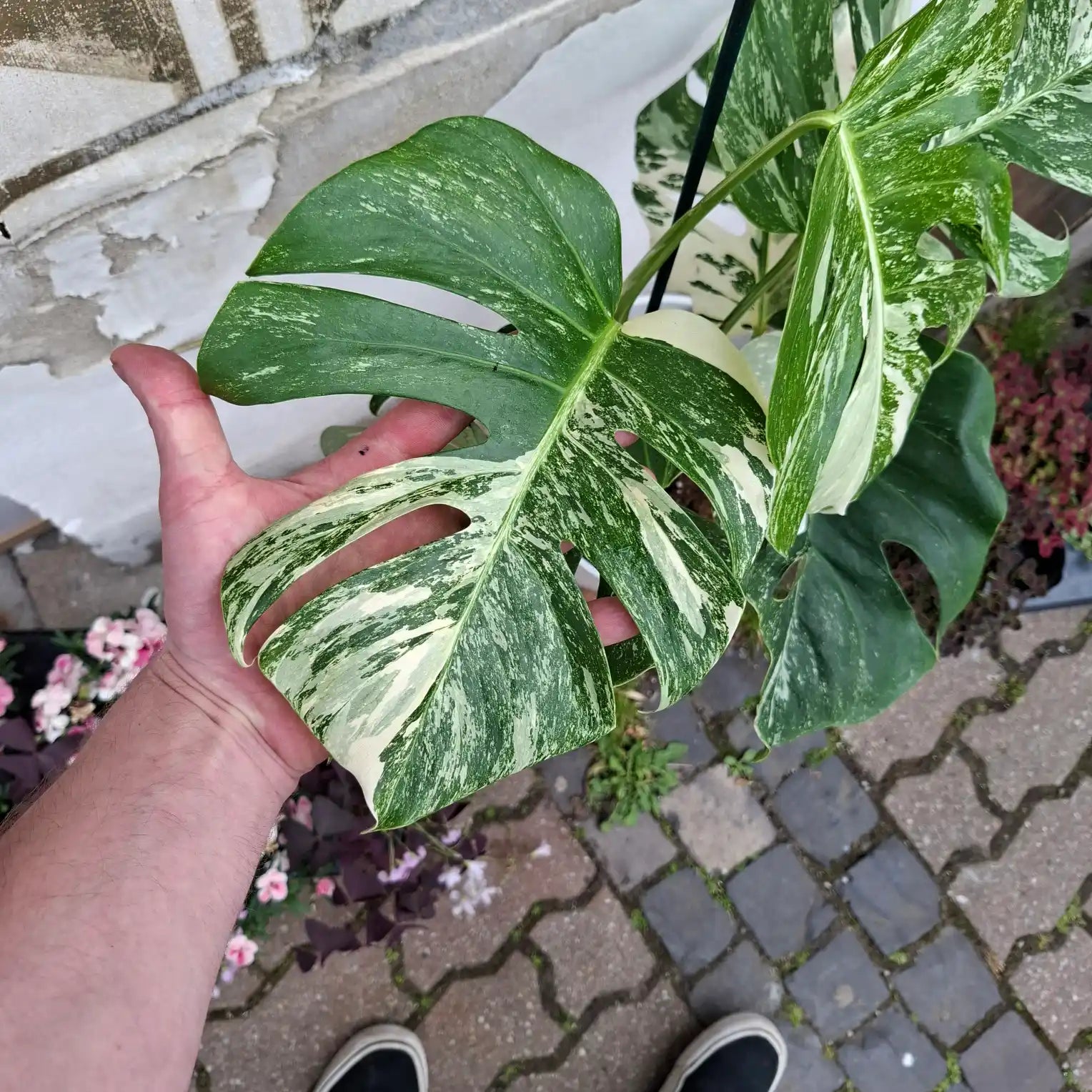 Monstera Deliciosa Albo Variegata (Konkrétny kus 2)