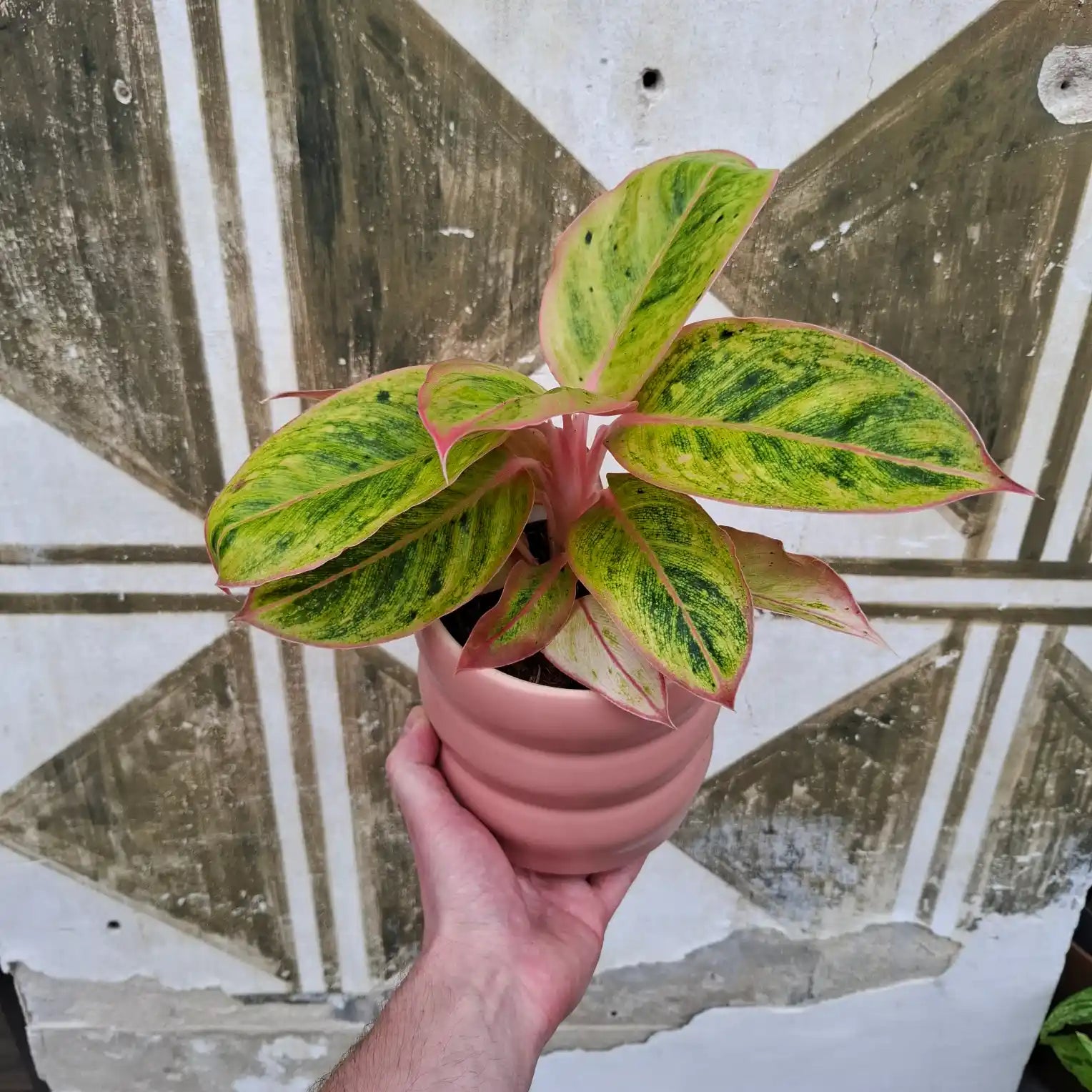 Aglaonema Salmon Fantasy