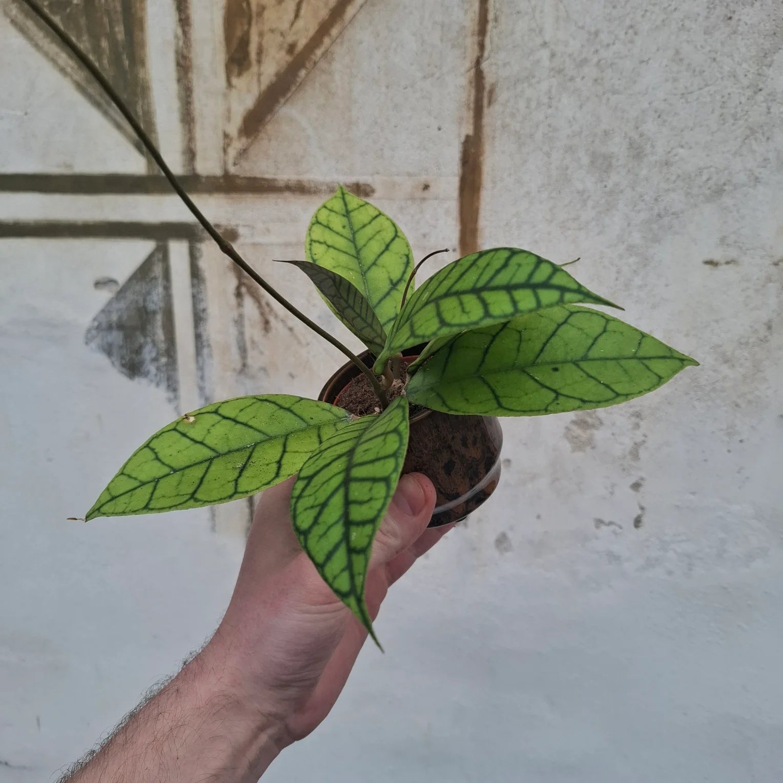 Baby Hoya sp. ‘Sabah’