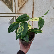 Monstera Standleyana Aurea (Konkrétny kus)