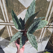 Apoballis acuminatissima "Red Sword"