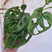 Monstera Adansoni Mint