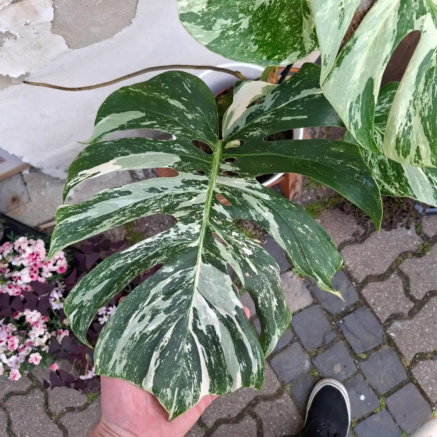 Monstera Deliciosa Albo Variegata (Konkrétny kus 4)