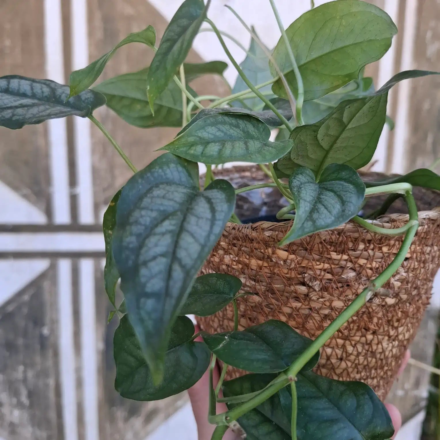 Monstera Siltepecana