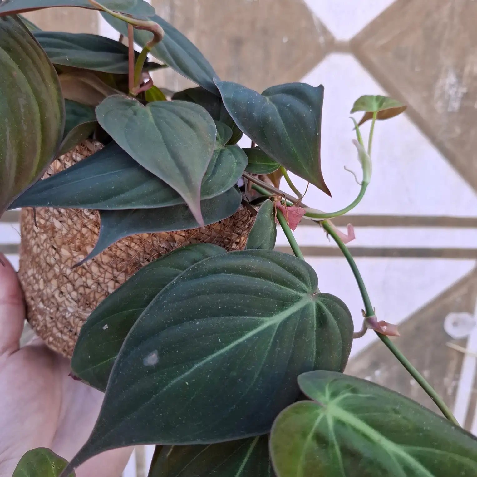 Philodendron Micans