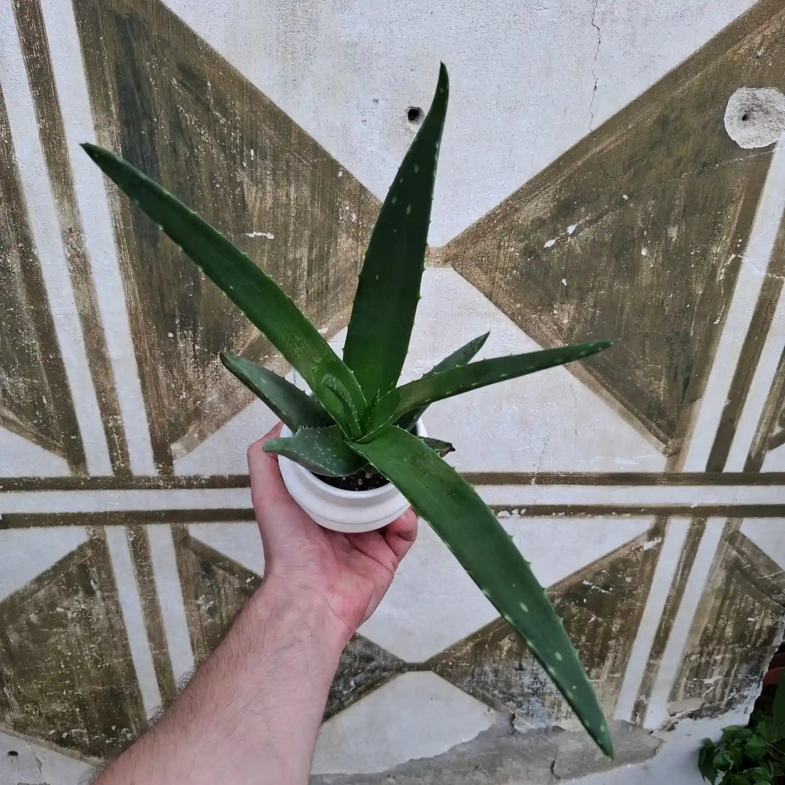 Aloe Vera