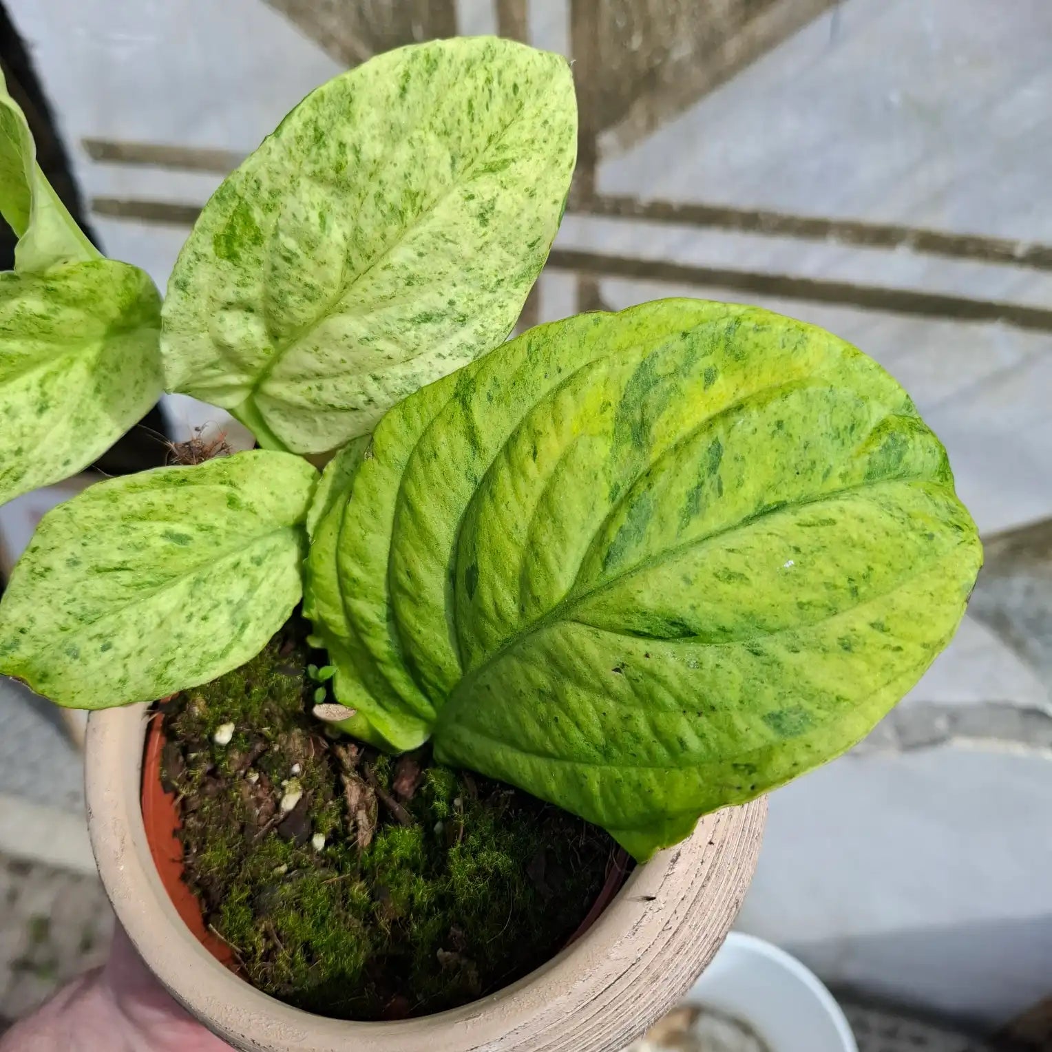 Rhaphidophora Korthalsii "Marble Aura"