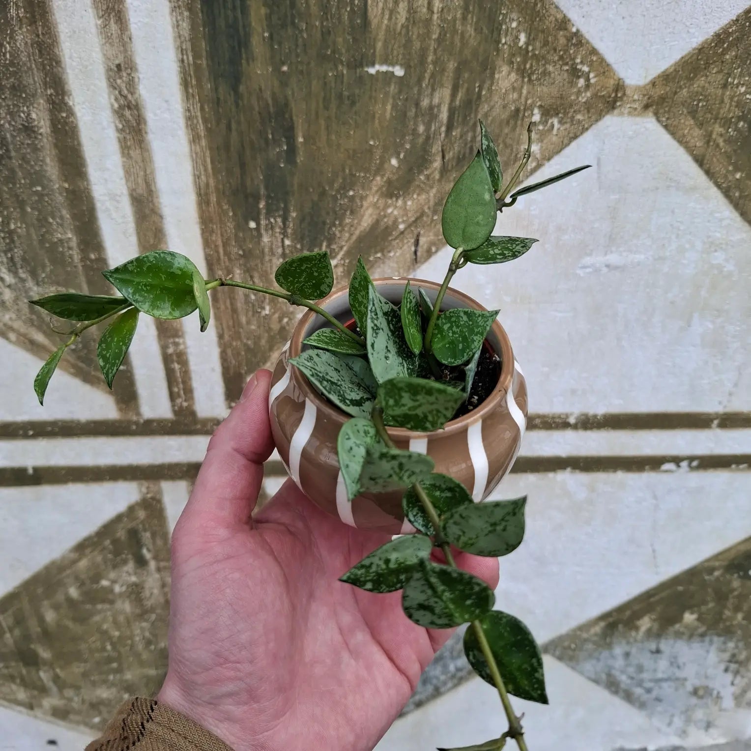 Baby Hoya Krohniana "Splash"