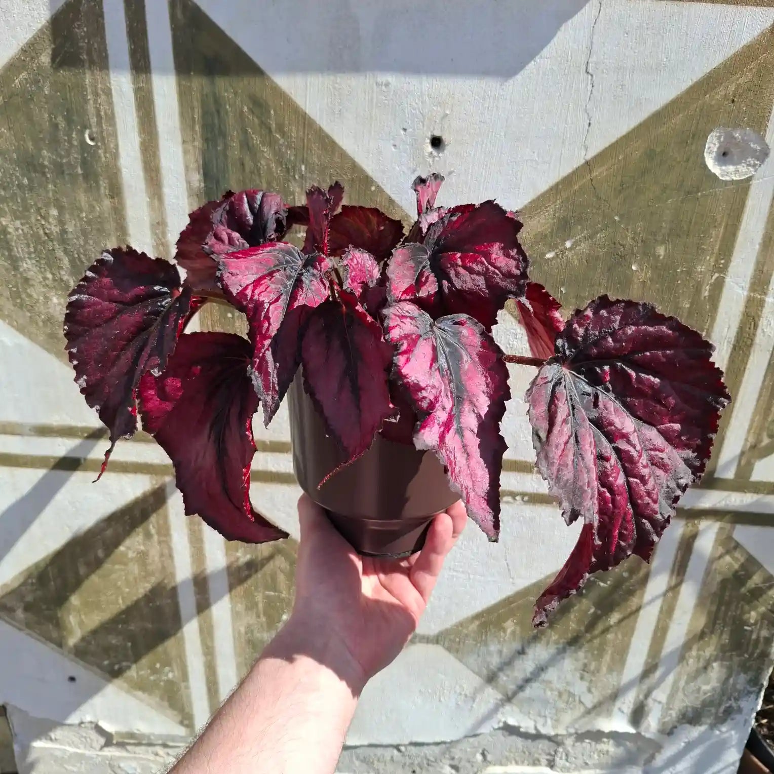 Begonia Rex "Red Kiss"