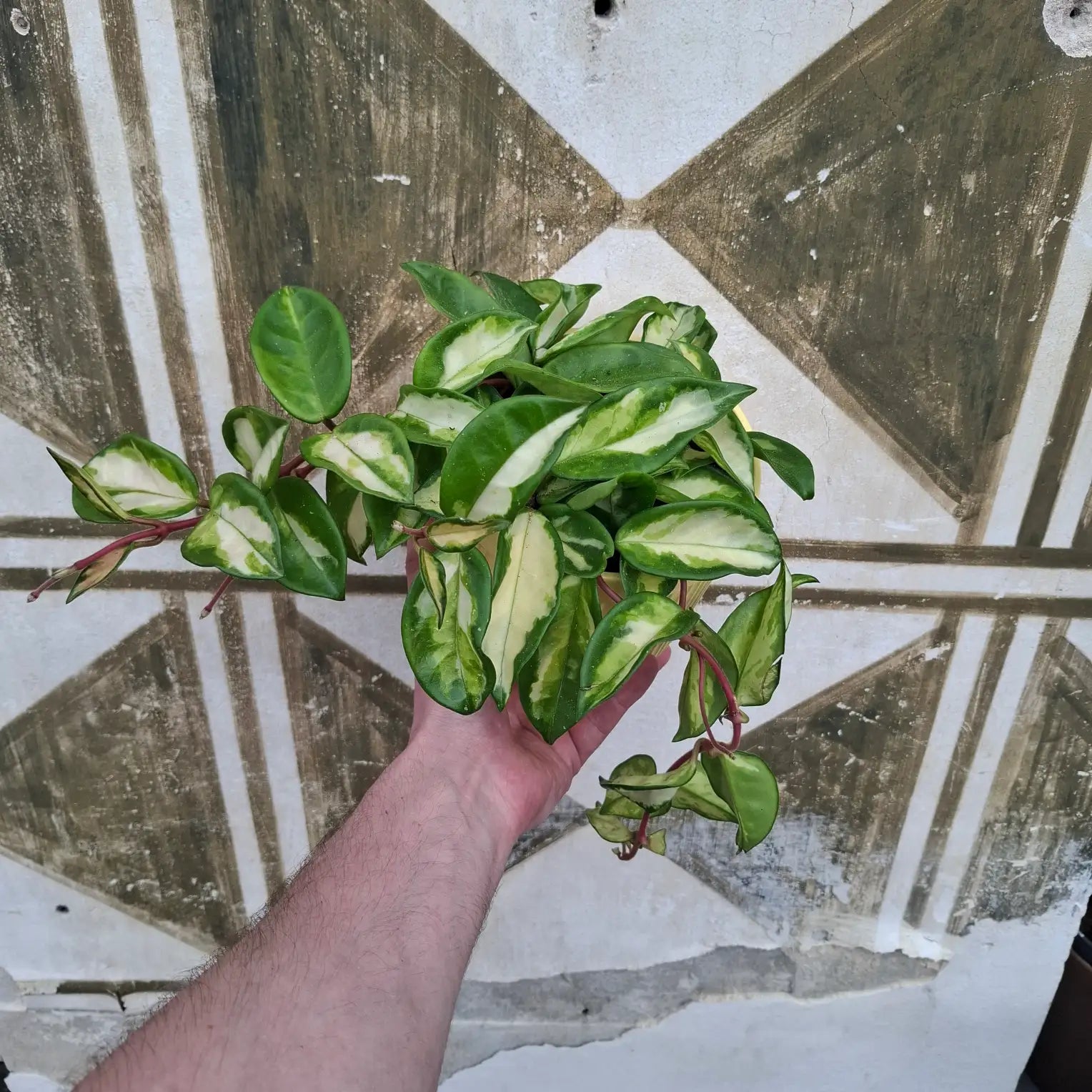 Hoya Carnosa Tricolor