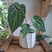 Anthurium Crystallinum