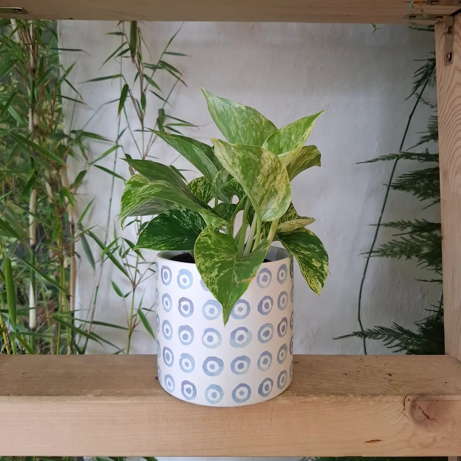 Kvetináč Grécky šalát