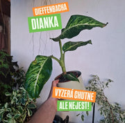Dieffenbacha Dianka