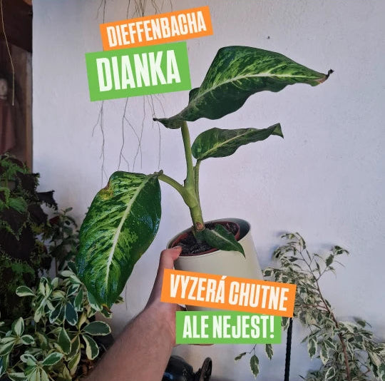 Dieffenbacha Dianka