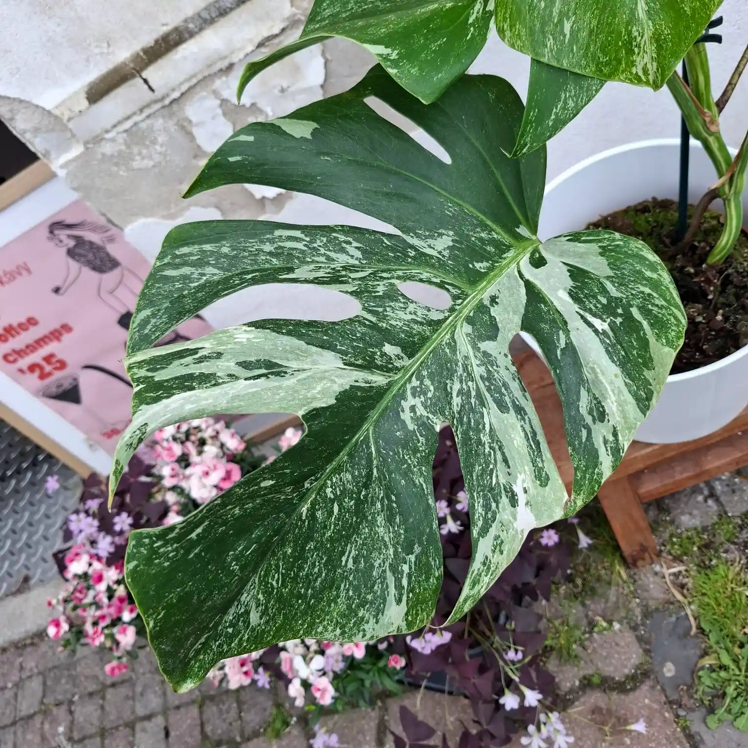 Monstera Deliciosa Albo Variegata (Konkrétny kus 1)