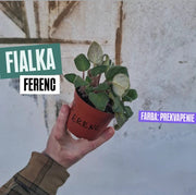 Fialka Ferenc