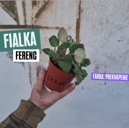 Fialka Ferenc