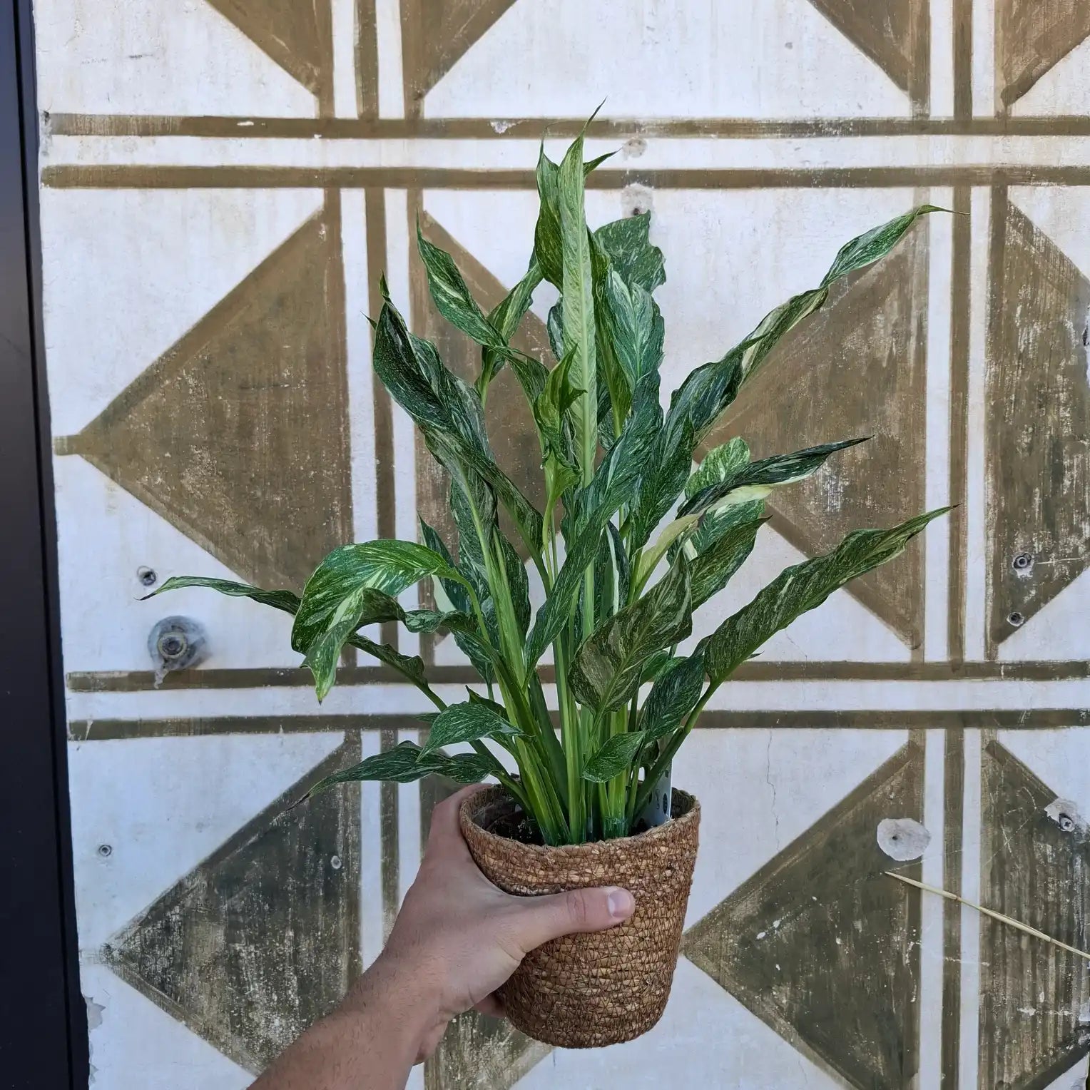 Spathiphyllum Diamond Variegata (Panašovaný lopatkovec)