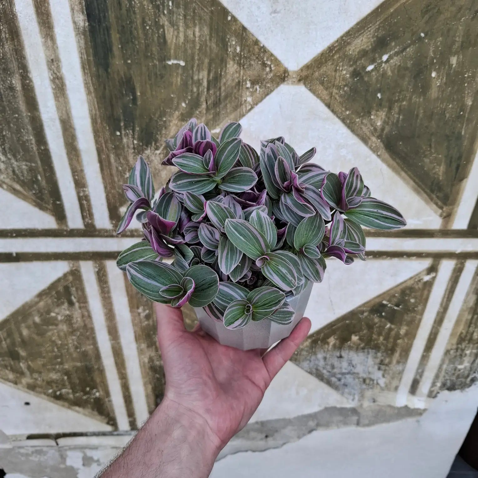 Tradescantia Sweetness