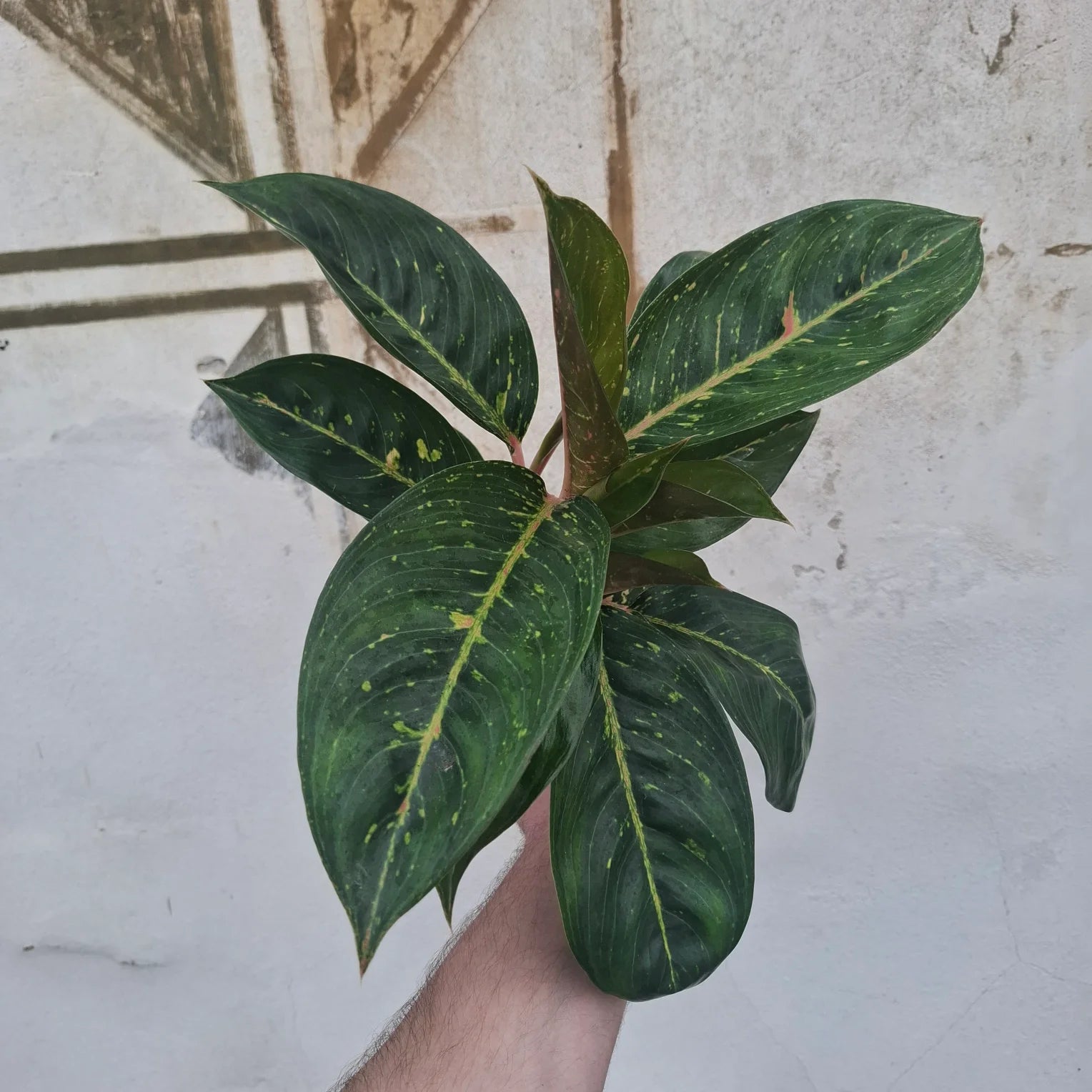 Aglaonema Sparkling Sarah