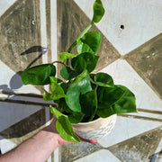 Epipremnum ‘Global Green’
