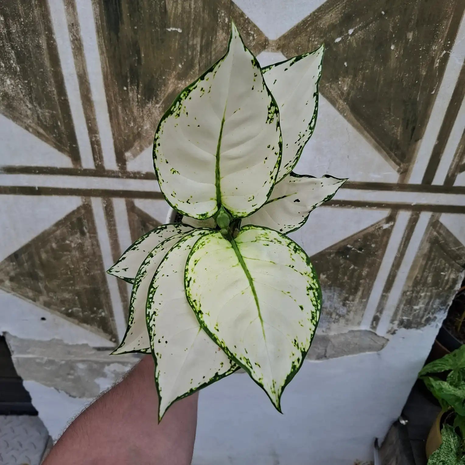 Aglaonema White Joy