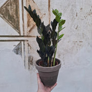 Zamioculcas Raven