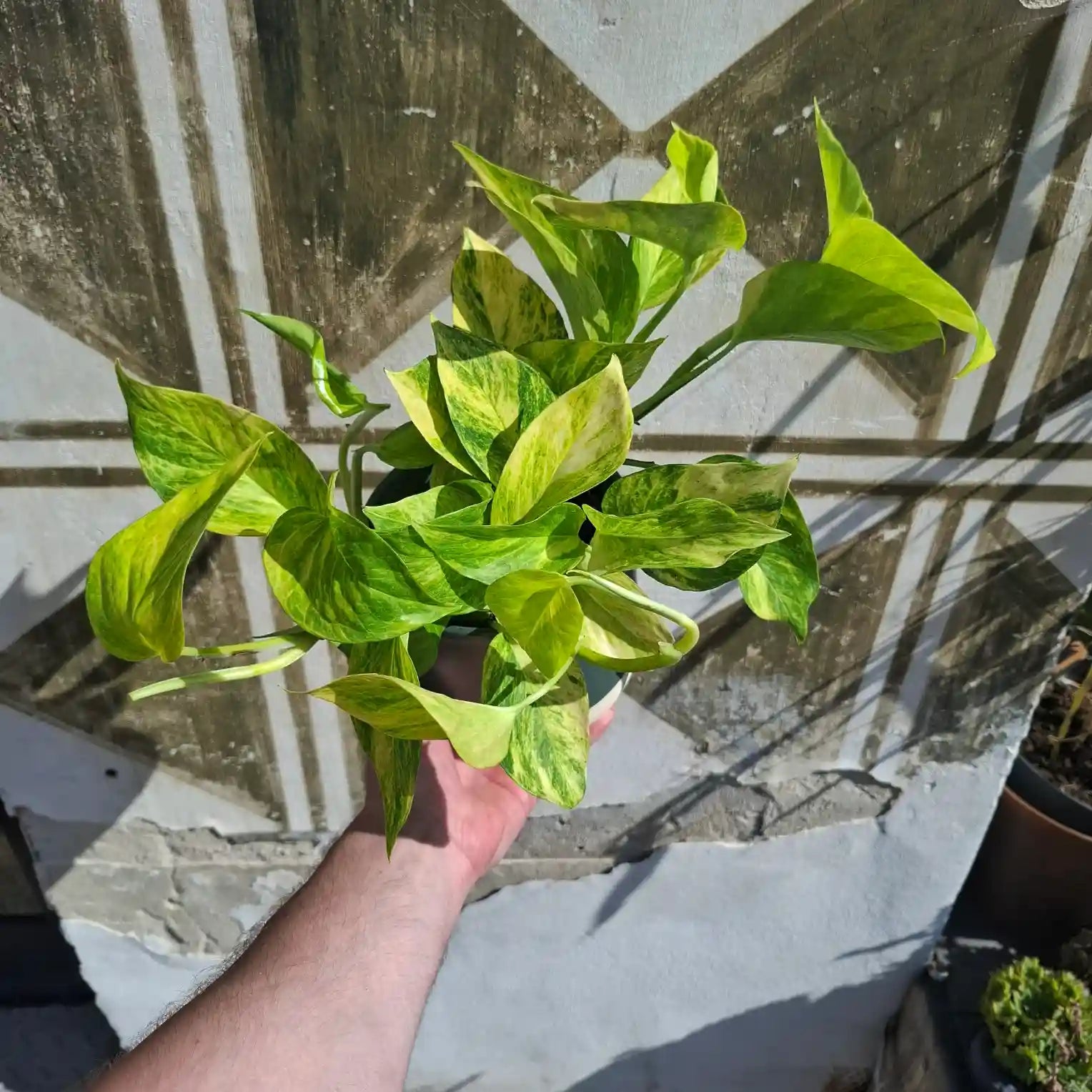Epipremnum ‘Hicolor’