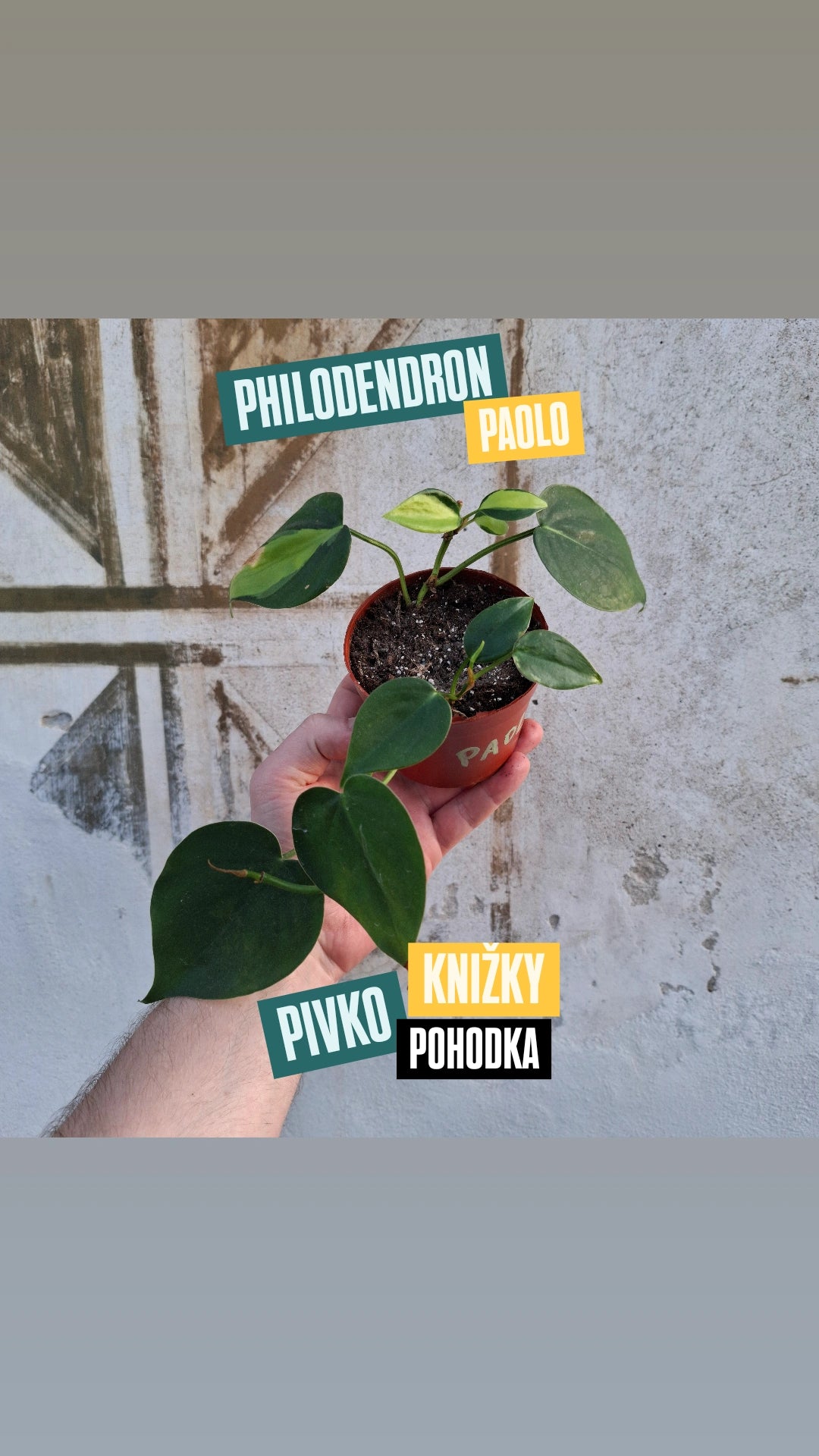 Philodendron Paolo