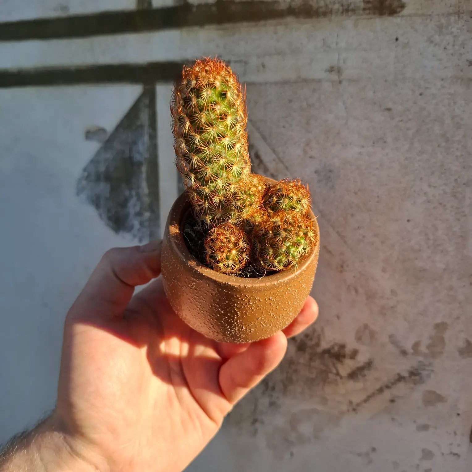 Mammillaria elongata